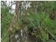 Mareeba QLD 4880