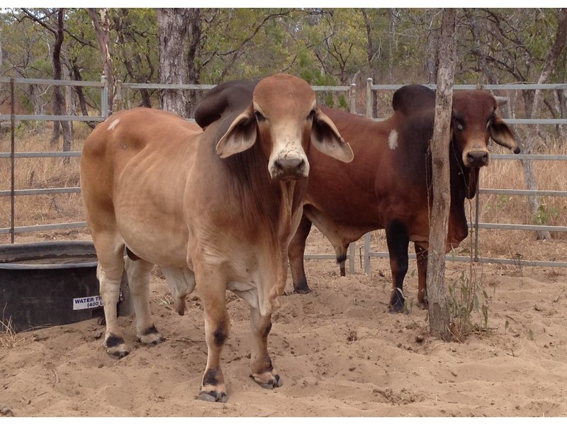 Mount Carbine QLD 4871