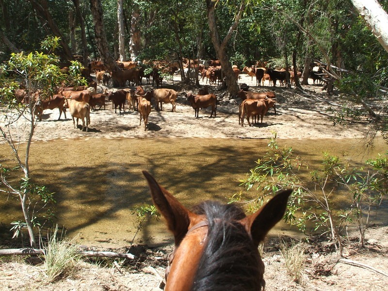 Mount Carbine QLD 4871