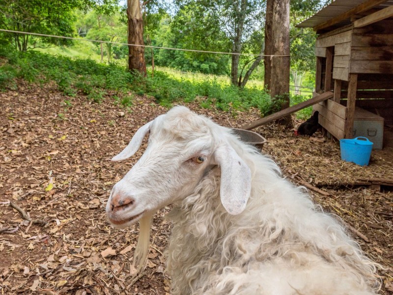 453 Upper Brookfield Road, Upper Brookfield QLD 4069