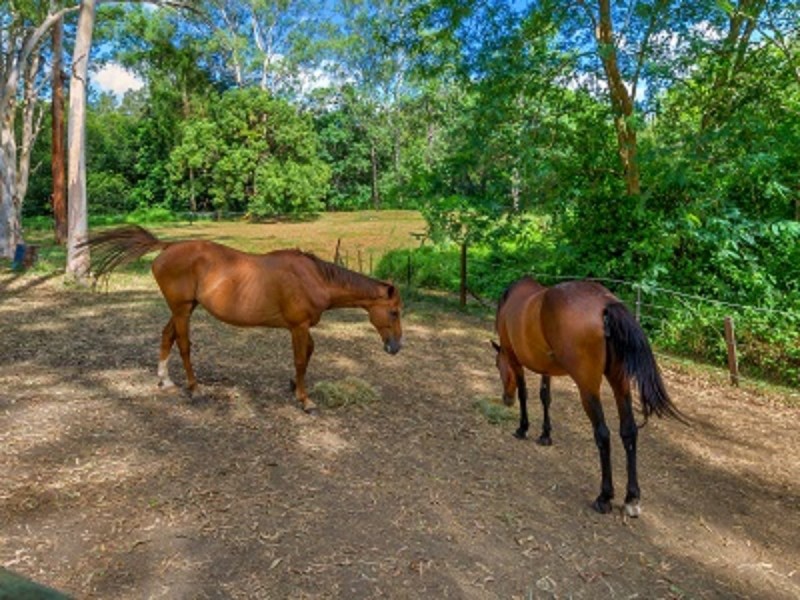 31 Amanda Street, Brookfield QLD 4069