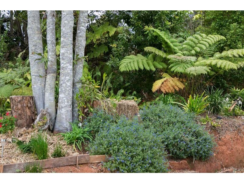 16 Willaimson Drive, Kuranda QLD 4881