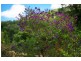 16 Willaimson Drive, Kuranda QLD 4881