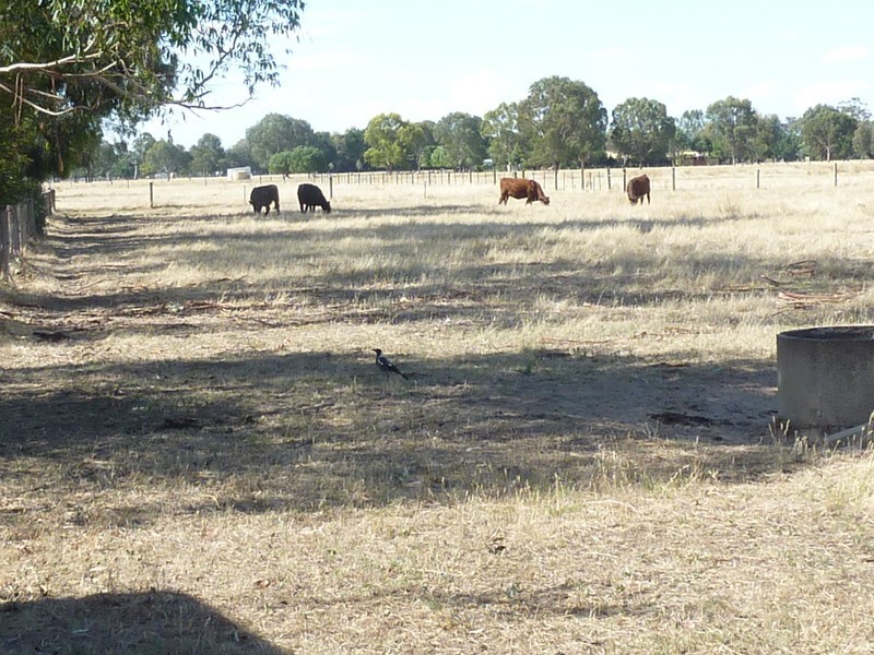 51 North Road, Benalla VIC 3672