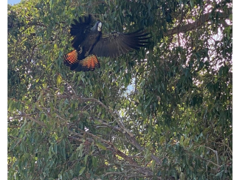 9 Pheasant Close, Seville Grove WA 6112