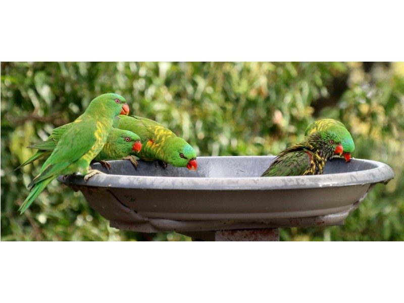 63 Balmoral Road, Montville QLD 4560