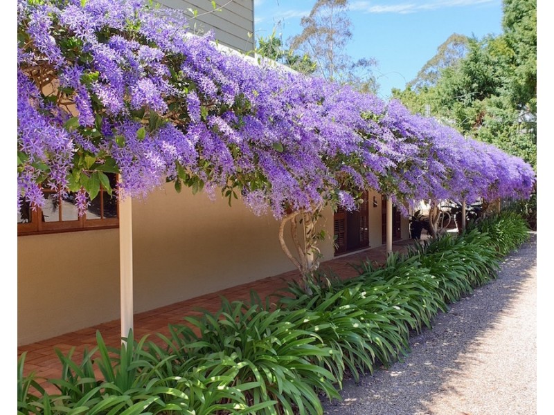 937 Maleny Montville Road, Balmoral Ridge QLD 4552