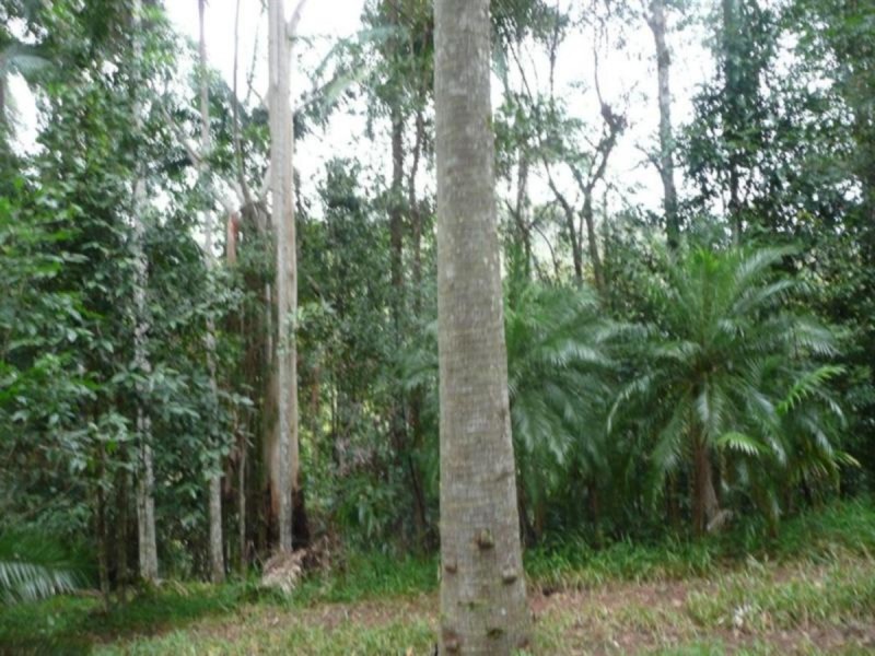 328 Couchy Creek Road, Chillingham NSW 2484