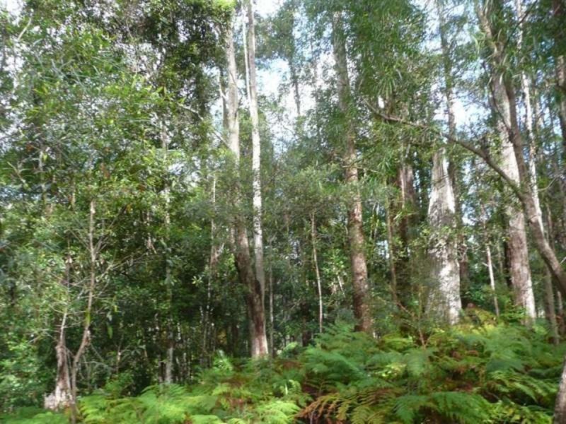 328 Couchy Creek Road, Chillingham NSW 2484