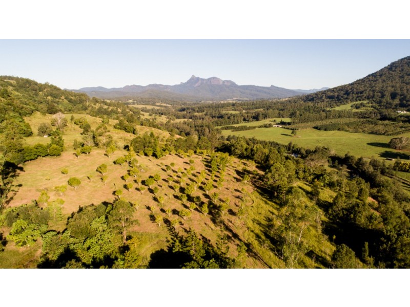 372 Limpinwood Valley Road, Limpinwood NSW 2484