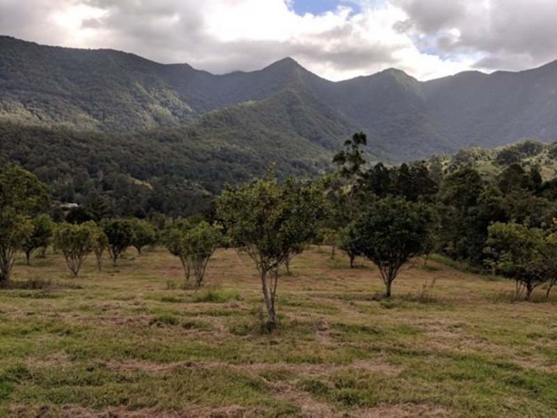 372 Limpinwood Valley Road, Limpinwood NSW 2484