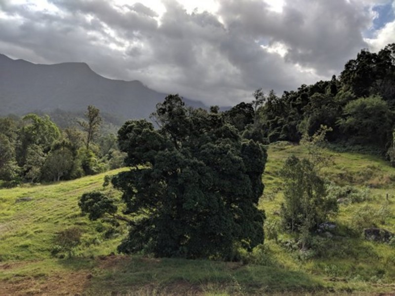 372 Limpinwood Valley Road, Limpinwood NSW 2484