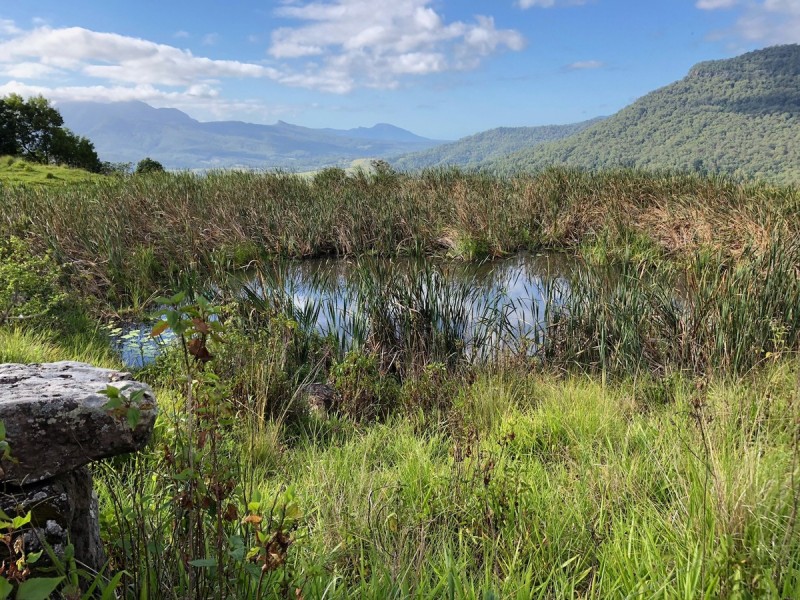 372 Limpinwood Valley Road, Limpinwood NSW 2484