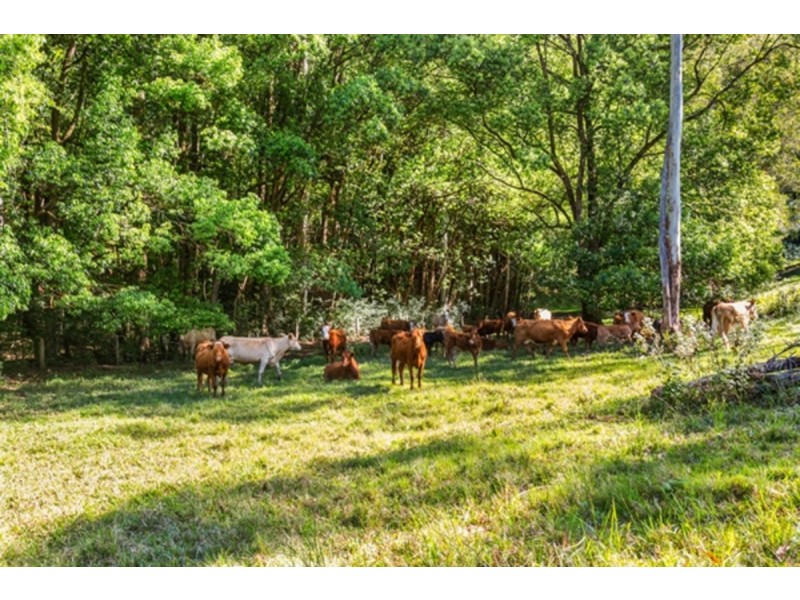 45 Lillian Road, Blue Knob NSW 2480