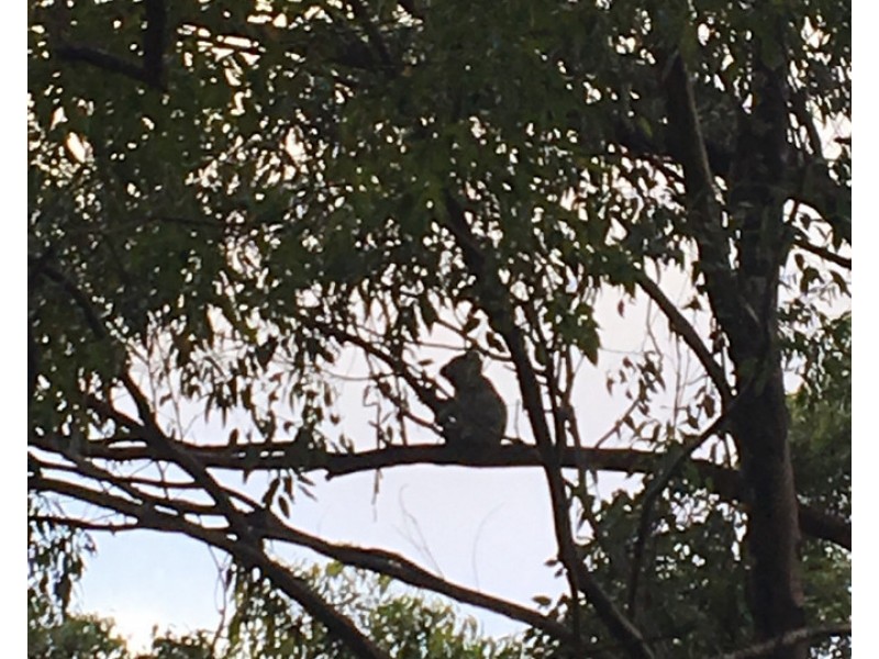 36 Sargents Road, Homeleigh NSW 2474