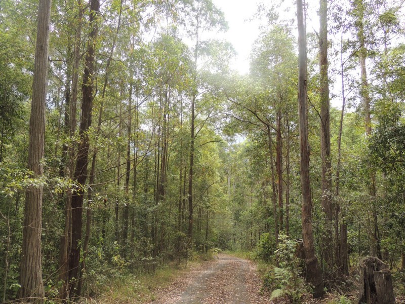 Lot 21, 1283 Byrrill Creek Road, Tyalgum NSW 2484