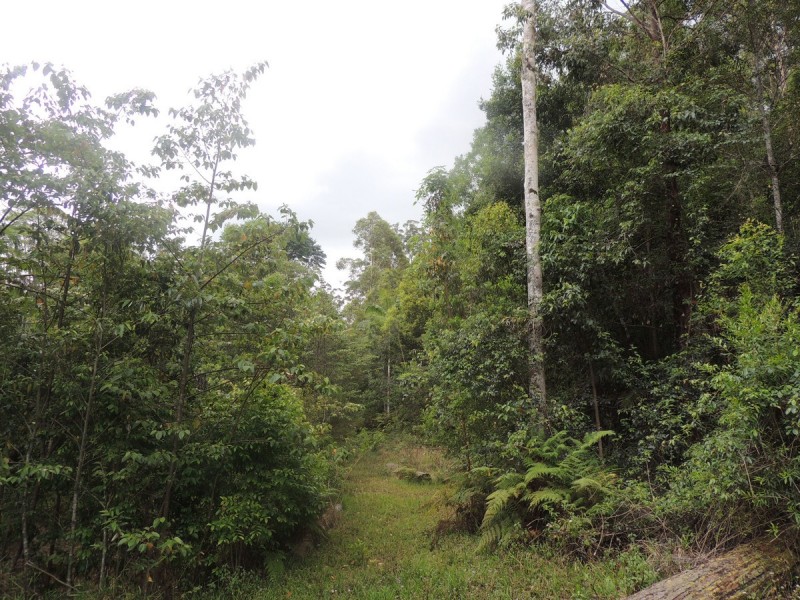 Lot 21, 1283 Byrrill Creek Road, Tyalgum NSW 2484