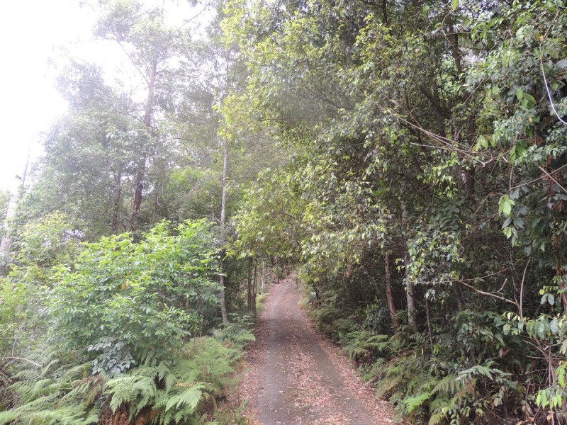Lot 21, 1283 Byrrill Creek Road, Tyalgum NSW 2484