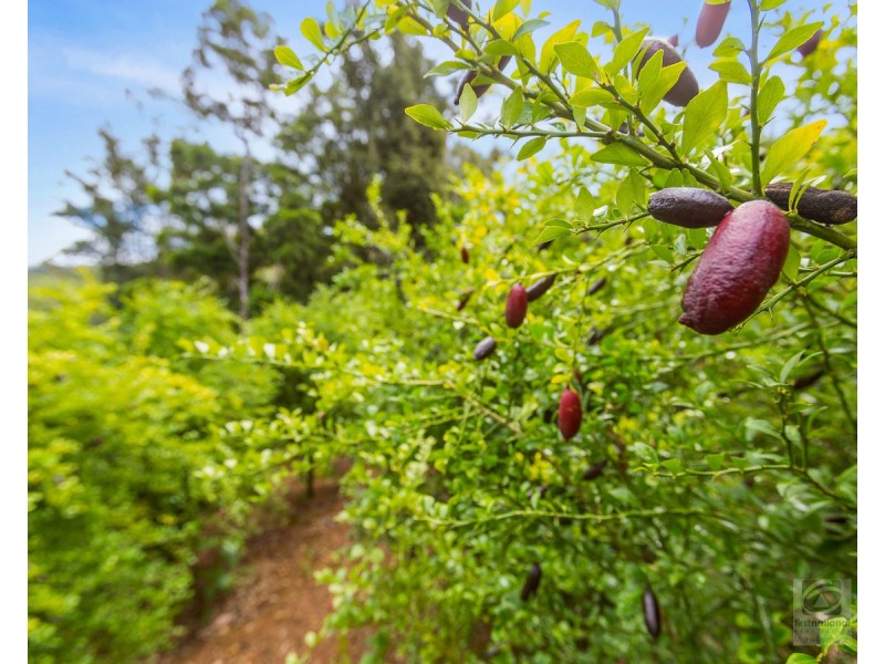 157 Tunnel Road, Stokers Siding NSW 2484