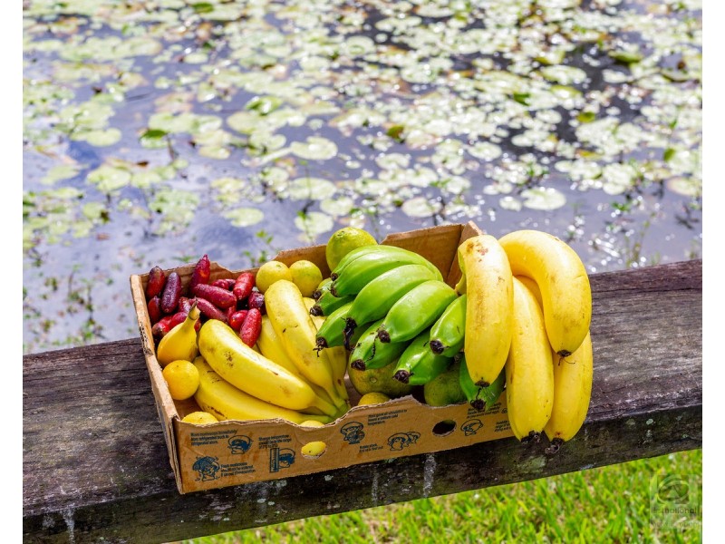 157 Tunnel Road, Stokers Siding NSW 2484