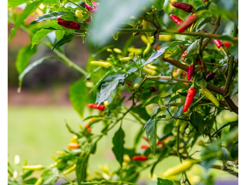 157 Tunnel Road, Stokers Siding NSW 2484