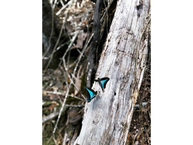 166 Crooks Valley Road, Crystal Creek NSW 2484