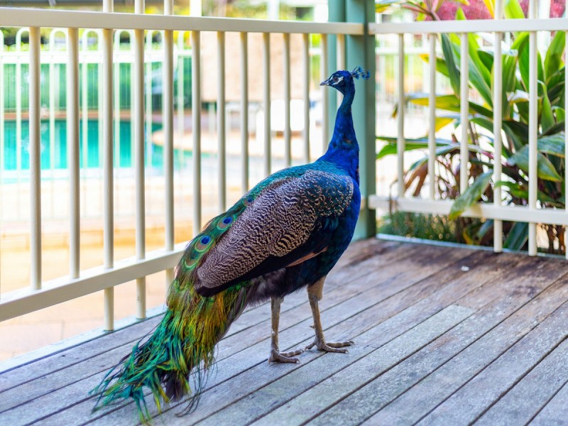 561 Stokers Road, Dunbible NSW 2484