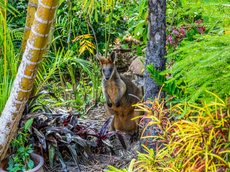 561 Stokers Road, Dunbible NSW 2484