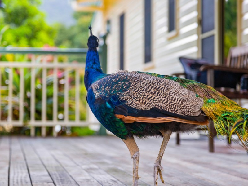 561 Stokers Road, Dunbible NSW 2484