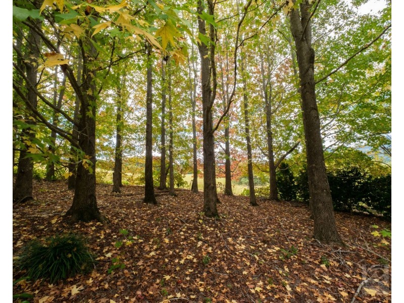 191 Pinnacle Road, Pumpenbil NSW 2484