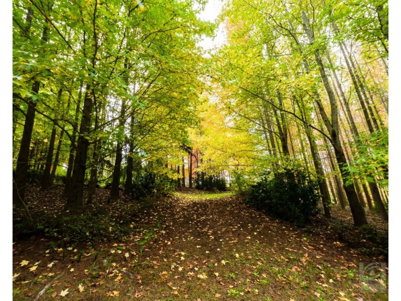 191 Pinnacle Road, Pumpenbil NSW 2484