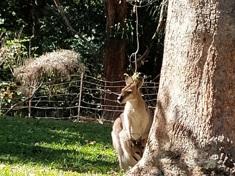 37 Kirbys Road, Limpinwood NSW 2484