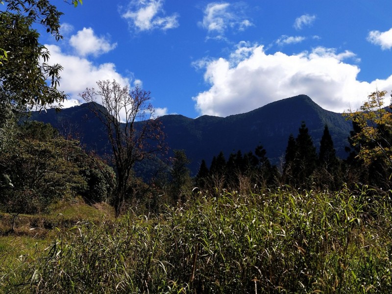 37 Kirbys Road, Limpinwood NSW 2484