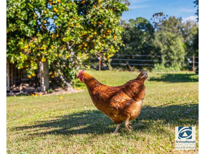 964 Numinbah Road, Crystal Creek NSW 2484