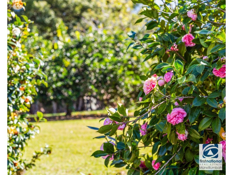 964 Numinbah Road, Crystal Creek NSW 2484