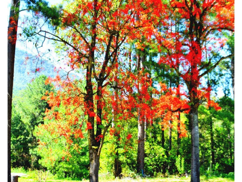 Mount Burrell NSW 2484