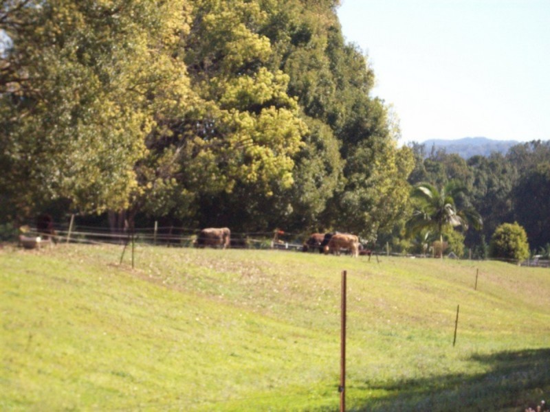 1004 Numinbah Road, Crystal Creek NSW 2484