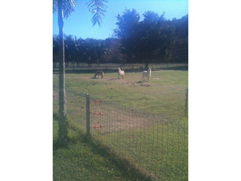 1004 Numinbah Road, Crystal Creek NSW 2484