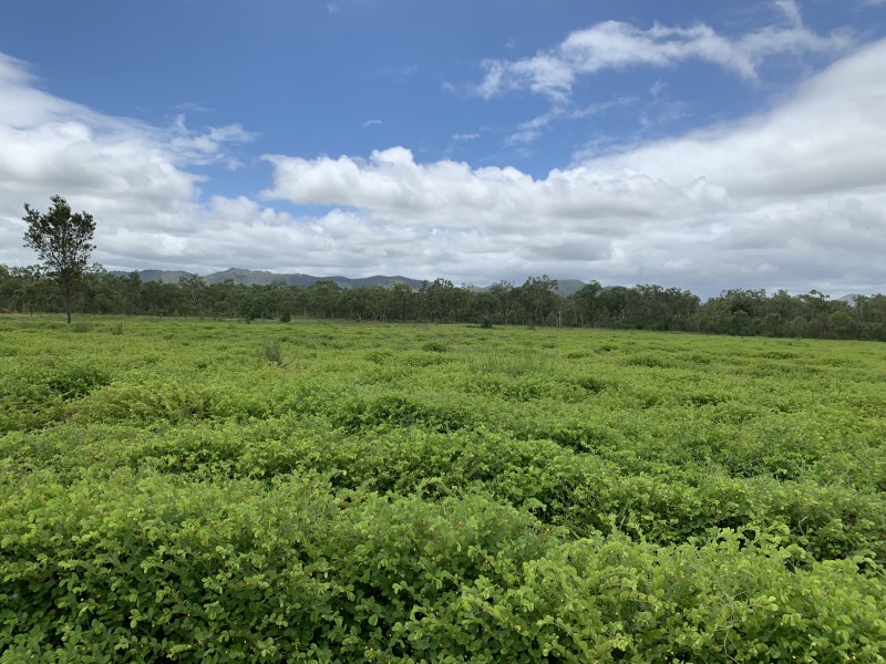 239 Metzger Road, Mutchilba QLD 4872