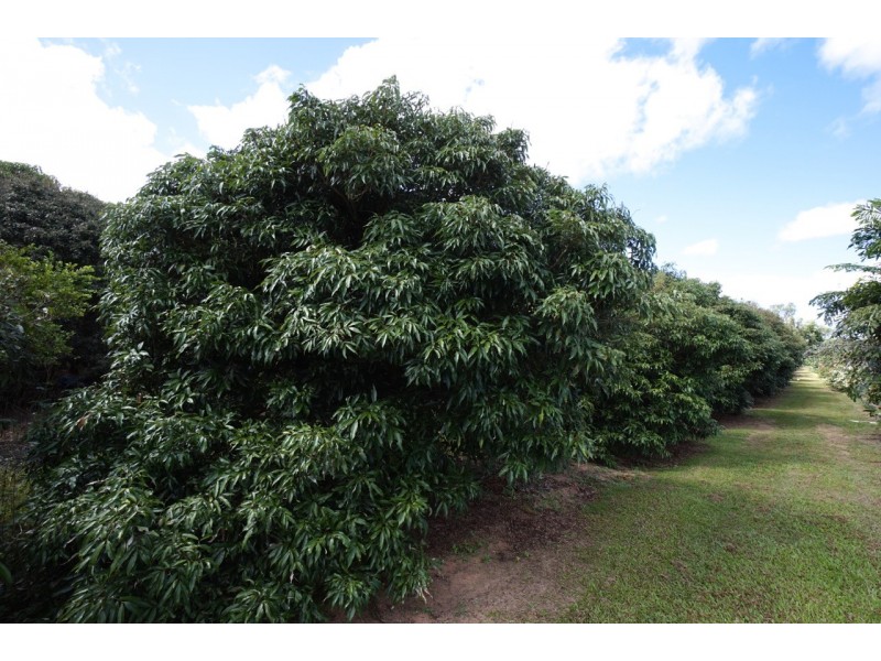 77 Carman Road, Mareeba QLD 4880