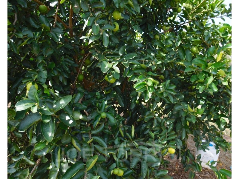 208 George Fabris Road, Mareeba QLD 4880