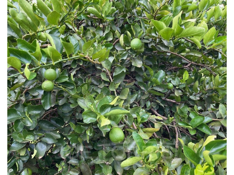 171 Shanty Creek Road, Mareeba QLD 4880