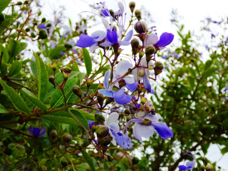 2 Swann Street, Port Lincoln SA 5606