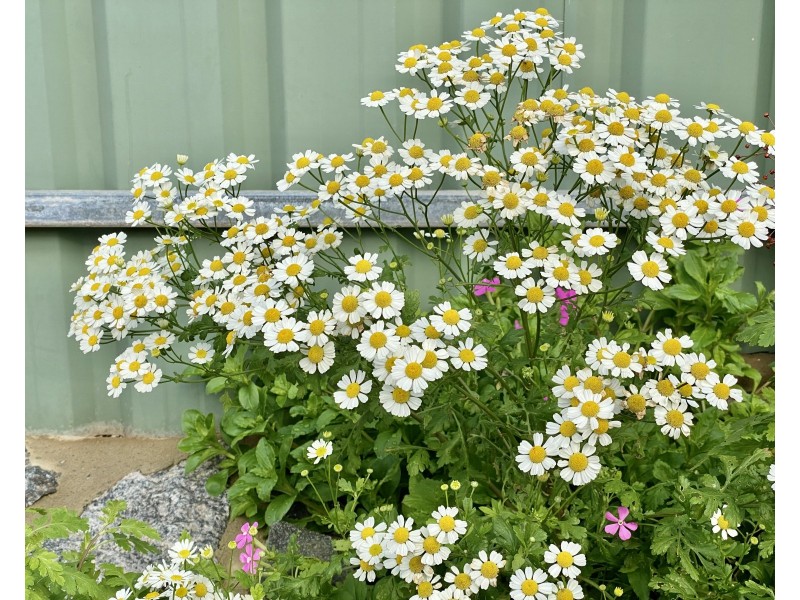 2/11 English Street, Port Lincoln SA 5606