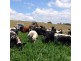 690 Candelo Bega Road, Bega NSW 2550