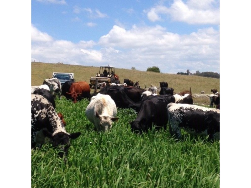 690 Candelo Bega Road, Bega NSW 2550