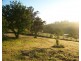 14 Candelo Street, Candelo NSW 2550