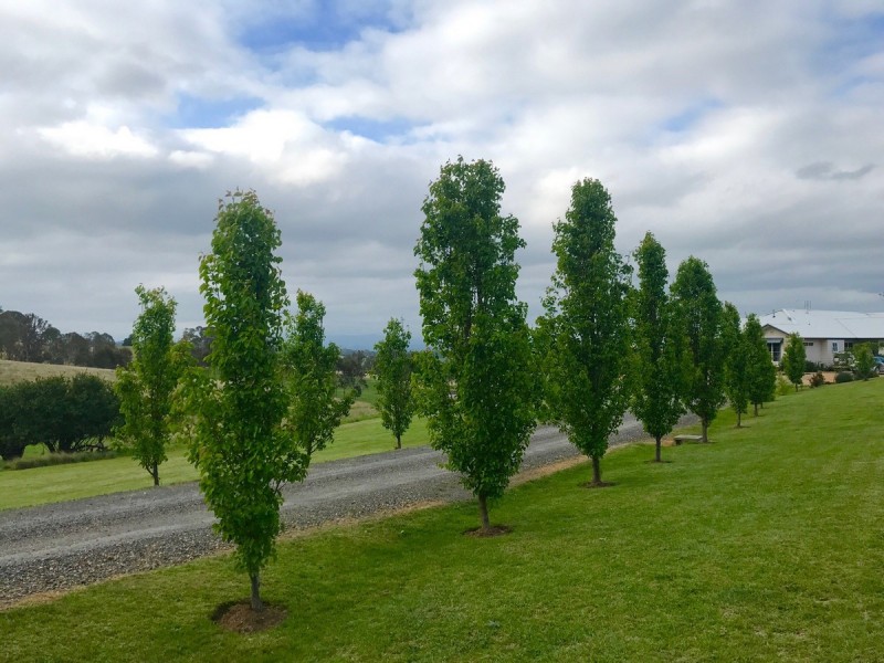 19 Ramseys Road, Candelo NSW 2550