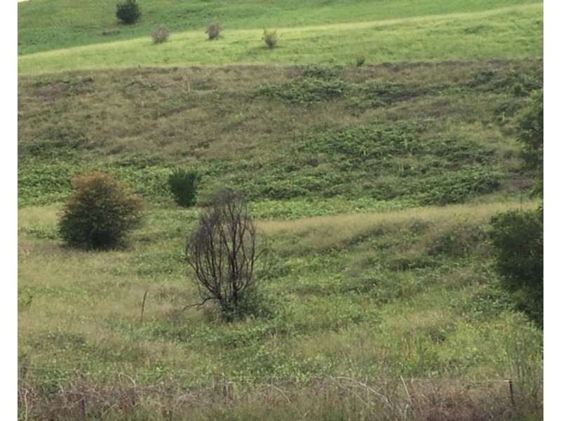 Lot 12 13 14,  Short Street, Candelo NSW 2550