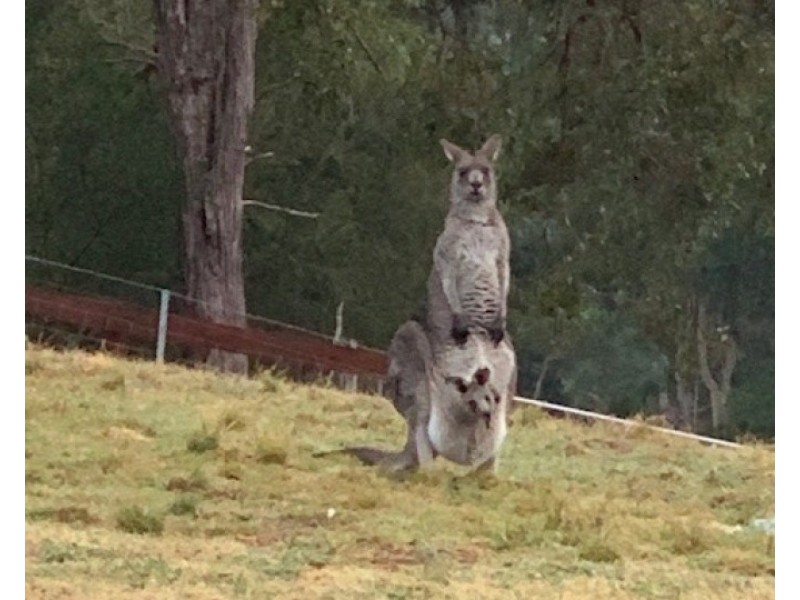 12623 Princes Highway, Brogo NSW 2550